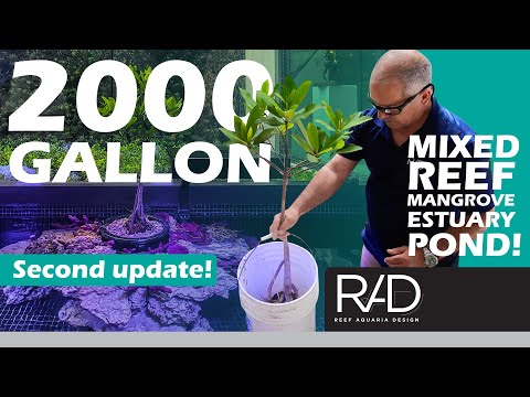 2000 GALLON MIXED REEF MANGROVE ESTUARY POND IN MIAMI BEACH BY REEF AQUARIA DESIGN. SECOND UPDATE