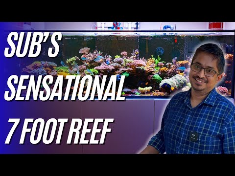 Sub's Sensational Seven Foot Reef