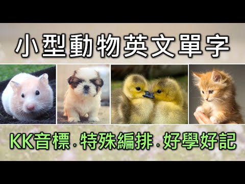 動物英文單字共24個+KK音標，看音標學單字。相同情境一起學，快速擴充單字量。單字記憶通，好唸，好記，學得快，增加學習樂趣，快速學習大量單字。