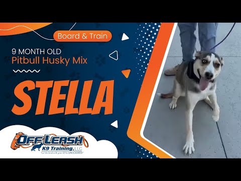 Stella | 9 Month Old Pitbull Husky Mix | Off Leash K9 Training Phoenix