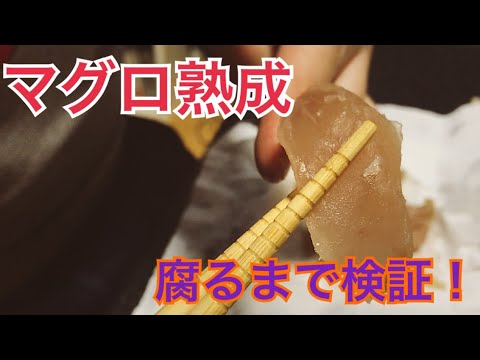 キハダマグロを熟成し何日で腐るか実験してみた！