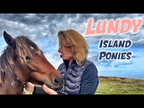 Lundy Island Ponies