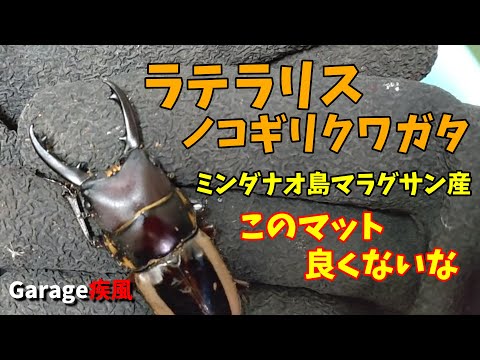 ラテラリスノコギリクワガタ羽化　マットが悪かった！　#クワガタ