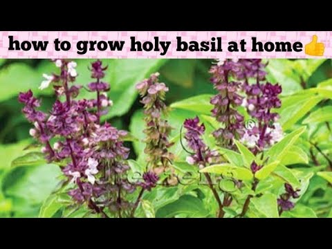 How to Take Care of Basil Plant