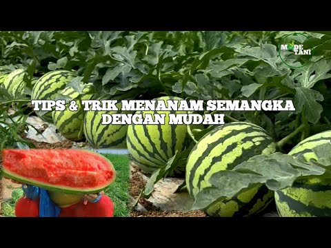 TIPS DAN TRIK MENANAM SEMANGKA SEDERHANA DENGAN HASIL MEMUASKAN