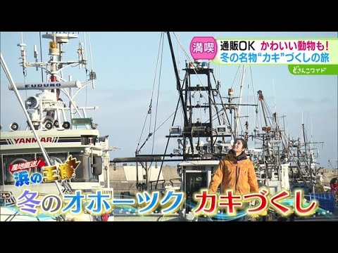 冬が楽しいオホーツク！冬の味覚カキづくしの旅【どさんこワイド179】2024.12.12放送