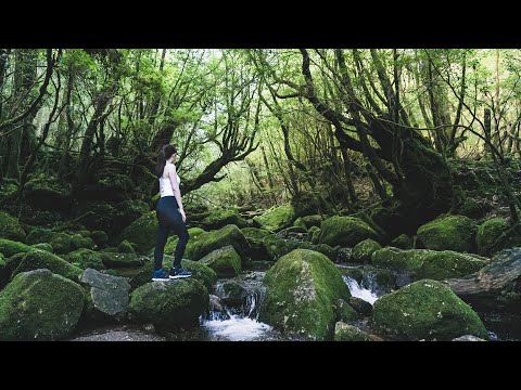 【九州旅遊】彷彿進入宮崎駿電影場景😍日本世界遺產屋久島🌿白谷雲水峽、青苔森林、太鼓岩、永田海濱、大川瀑布、屋久島交通攻略＆推薦伴手禮｜南九州鹿兒島自由行｜實彩子Misako