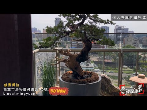 磁磚面陽台造景｜真柏#台灣銘園 #台灣銘園園藝事業有限公司 #景觀設計