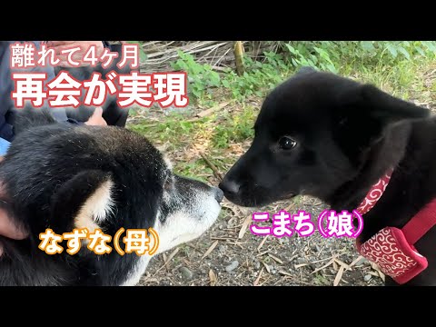 【保護犬親子再会】覚えてるかなぁ❓あれから4ヶ月、【感動⁉️】親子再会できました😊  #捨て犬 #野良犬 #保護 #保護犬 #保護活動 #保護犬親子#レスキュー #ボランティア #仲良し夫婦 #再会