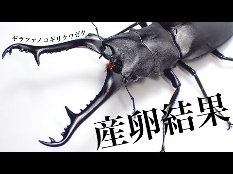 ギラファノコギリクワガタ約2ヶ月産卵させた結果【クワガタ飼育】