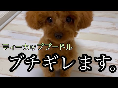 【ティーカッププードル】ブチギレる