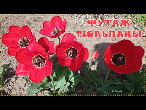 🌷ФУТАЖ ТЮЛЬПАНЫ🌷