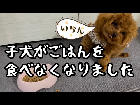 子犬がごはんを食べなくなりました。解決方法はこれ！