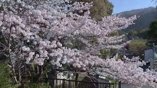 櫻の戀 【蹴上傾斜鐵道】【大國寺】 【嵯峨 嵐山】【哲學の道】[吉野山】