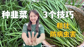 【种植69】 韭菜种植的3个技巧，让韭菜长得又粗又长，没有病虫害 3 tips for growing Chives / Chinese chives, thick er and no pests