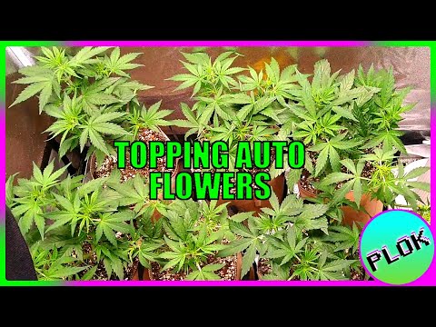 Successfully Topping Autos TWICE! - Auto Flower Experiment 2.0: Explosive Growth