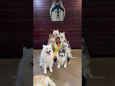 *HEAVEN* aisa hota hoga 😍🌸🐶 | Husky cafe in Bangkok Day 220/365  #bangkok #shortsviral