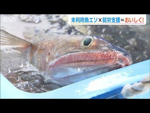 トビウオ並みの“美味しさ”=厄介者だった『エソ』 未利用魚×就労支援→『新しい働き方』のモデルに