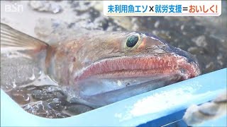 トビウオ並みの“美味しさ”=厄介者だった『エソ』 未利用魚×就労支援→『新しい働き方』のモデルに