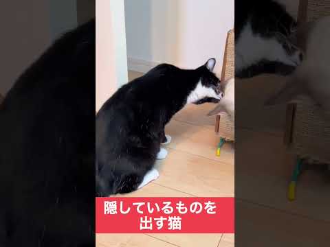 ちっこいものすぐ見つける猫。 #cat #shorts