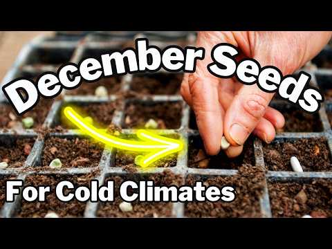 Garden seeds to start in december when you live in canada