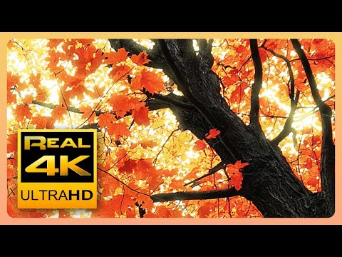 Beautiful Autumn Leaves Colors & Soothing Instrumental Music 🍁🍂 Fall Scenery  4K UHD Nature