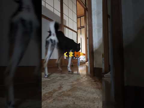 ぼろぼろのくまバージョン🐻大好きなおもちゃを運ぶ#保護犬 #多頭飼育崩壊 #保護犬を家族に #柴犬 #柴犬のいる暮らし