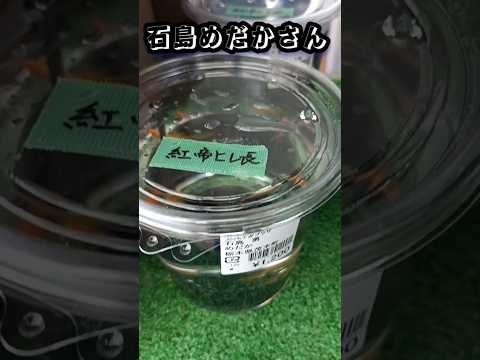 【石島メダカ】#道の駅もてぎ メダカが安い♫ #メダカ #めだか #改良メダカ #道の駅もてぎ #道の駅メダカ #メダカ販売 #メダカ屋 #石島メダカ #メダカ好き #栃木メダカ #もてぎ