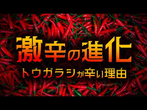 【ゆっくり解説】激辛｜なぜ鳥にトウガラシが効かないのか?【 進化論 / 科学 】