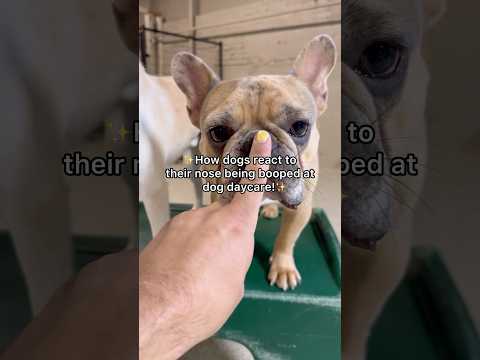 How dogs react to their nose being booped at dog daycare! #dogshorts #dog #dogs #beagle