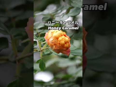 甘くて可愛いキャラメル色、ハニーキャラメル Honey Caramel⠀オレンジの秋花が咲いた。2024年11月28日⠀インタープランツのシュラブローズ。オランダのバラ