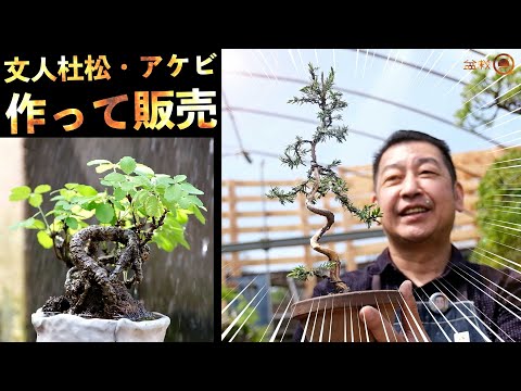 Make a board-like shari from the Bunjin tree's juniper. (Tosho) [Bonsai Q]