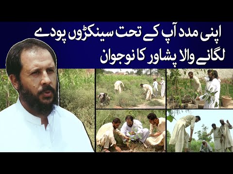 Young Peshawar Man Asadullah  Planted Hundreds of Saplings By Himself | Climate Change | @TaarMedia