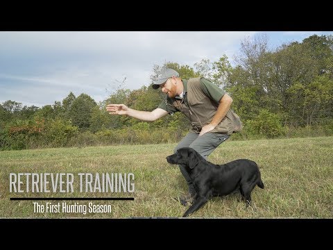 Labrador's First Hunting Season - Labrador Retriever Training