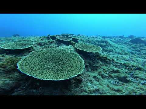 伊豆大島　王の浜