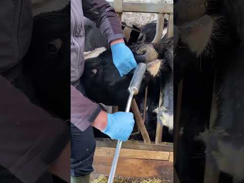 Cow Magnet Implantation In the Rumen of Dairy Cow