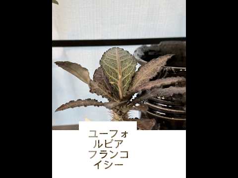 【多肉・塊根植物】最初の植え替え4種 #ヤトロファマルギナータ #ユーフォルビアオベサ #ユーフォルビアフランコイシー #アガベチタノタレッドキャットウィーズル