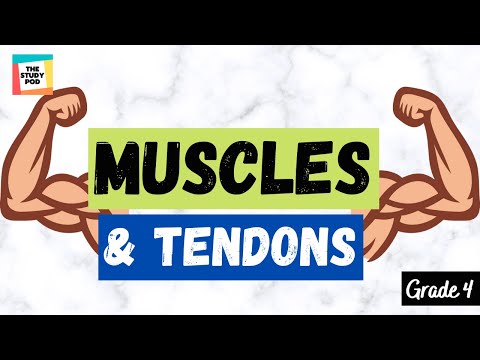 MUSCLES & TENDONS | SCIENCE | GRADE 4 | The Study Pod