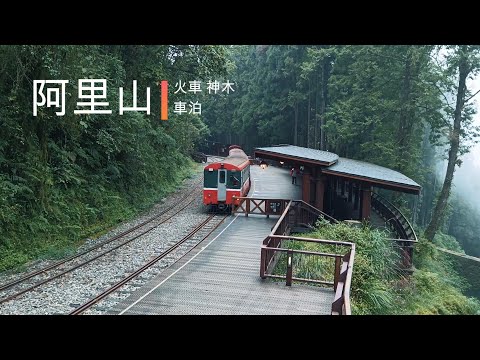 阿里山森林遊樂區|火車|森林|神木|車泊