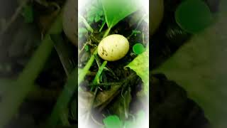 #A hen laid an egg resourcefully under pumpkin plants #village life#poultry#farming#natural#shorts