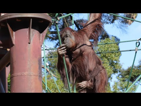 Nana and the Fukuoka scenery　Fukuoka City Zoo Orangutan 202411