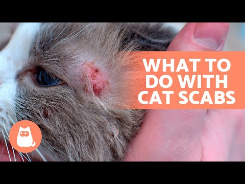 6 HOME REMEDIES for SCABS in CATS 🐈🧴 Are They Effective?