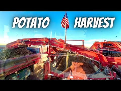 Potato Harvest! Behind the scenes! Day 12