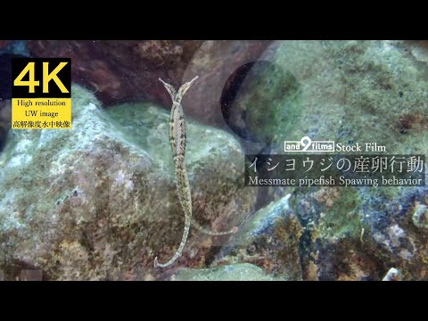 【4K 水中映像】イシヨウジ 産卵行動 / Messmate pipefish / Corythoichthys haematopterus