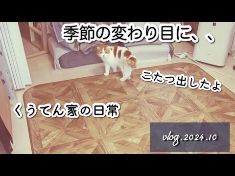 【暮らしのvlog】季節の変わり目に/猫との暮らし/40代主婦/暮らしのvlog