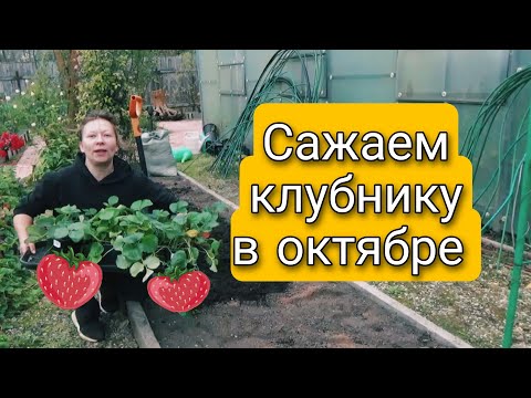 Сажайте Клубнику в Октябре Не Раздумывая 🍓