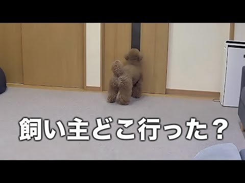 怒った飼い主がそのまま家を出たらどんな反応をするのか？【トイプードル】