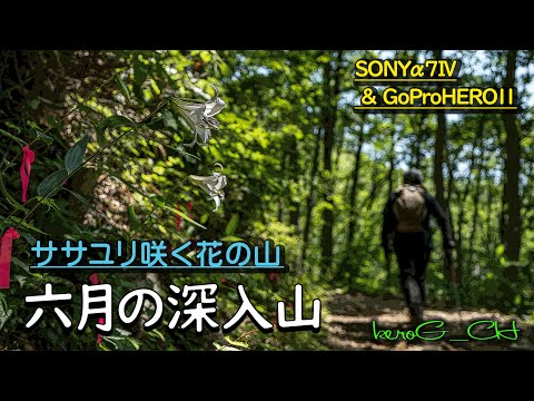 SONYα7Ⅳ & GoProHERO11【六月の深入山】ササユリ咲く花の山