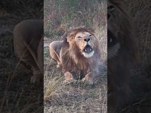 Lion desperate call, Masai Mara, Kenya