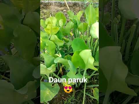 Daun Paruk #laukrumahpanjai